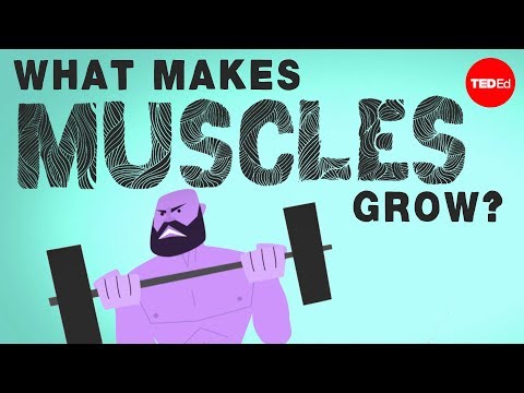 What makes muscles grow? – Jeffrey Siegel